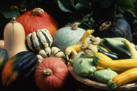 For 2010, Plant Marigold and Squash Image